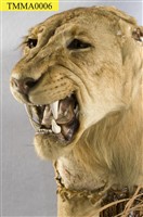 Lion Collection Image, Figure 11, Total 14 Figures